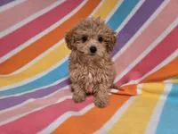 Poodle /Bichon, a female Bichon Frise and Poodle - Miniature  for sale in Buffalo, NY – 4 of 4