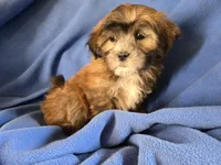 Shihpoo, a male Shihpoo for sale in Buffalo, NY – Photo 3 of 5