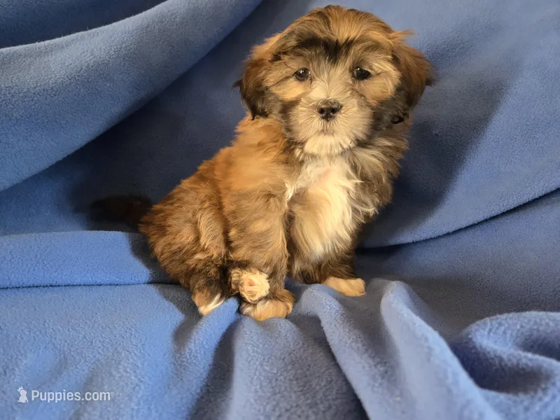 Shihpoo – Shihpoo puppy for sale in Buffalo, NY