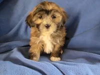 Shihpoo, a male Shihpoo for sale in Buffalo, NY – Photo 2 of 5