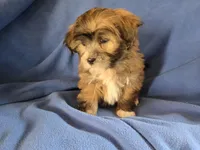Shihpoo, a male Shihpoo for sale in Buffalo, NY – Photo 5 of 5