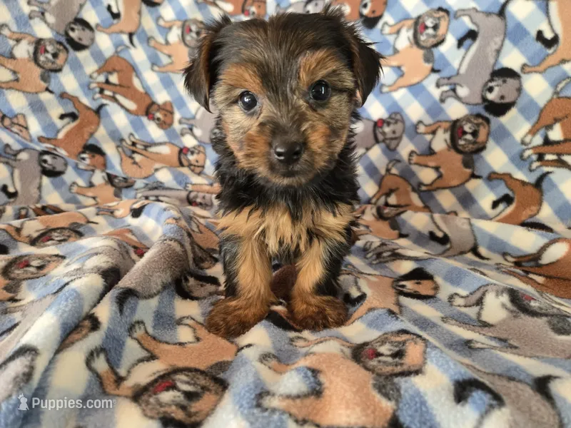 Yorkie Terrier – Yorkshire Terrier puppy for sale in Buffalo, NY