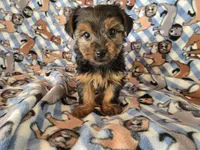 Yorkie Terrier, a male Yorkshire Terrier for sale in Buffalo, NY – 1 of 4