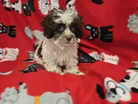 Shihpoo , a male Shihpoo for sale in Buffalo, NY – 4 of 4