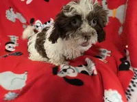 Shihpoo , a male Shihpoo for sale in Buffalo, NY – 2 of 4