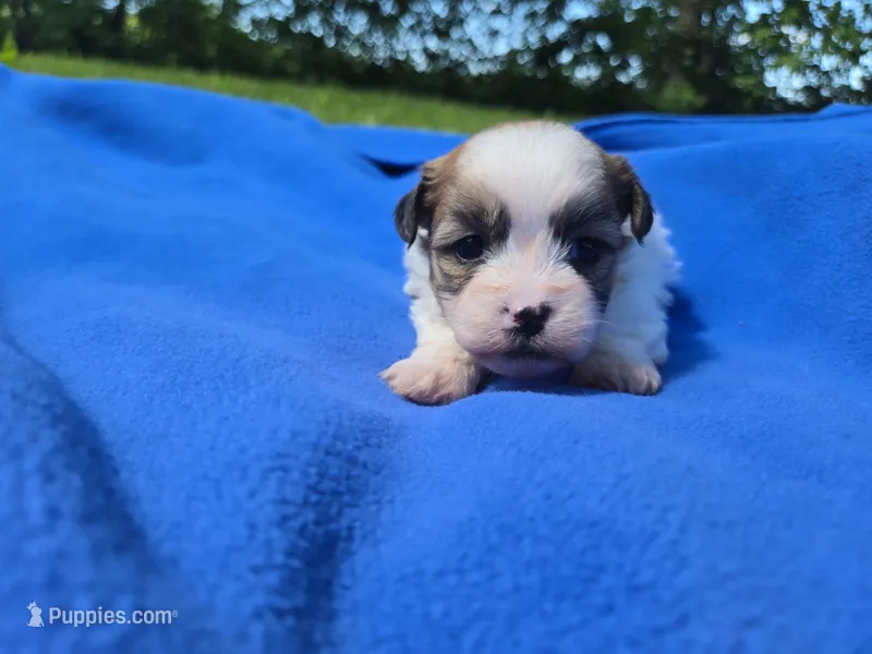 Bichon /Shih tzu  – Bichon Frise, Shih Tzu puppy for sale in Buffalo, NY