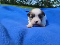 Bichon /Shih tzu , a male Bichon Frise and Shih Tzu for sale in Buffalo, NY – 1 of 4