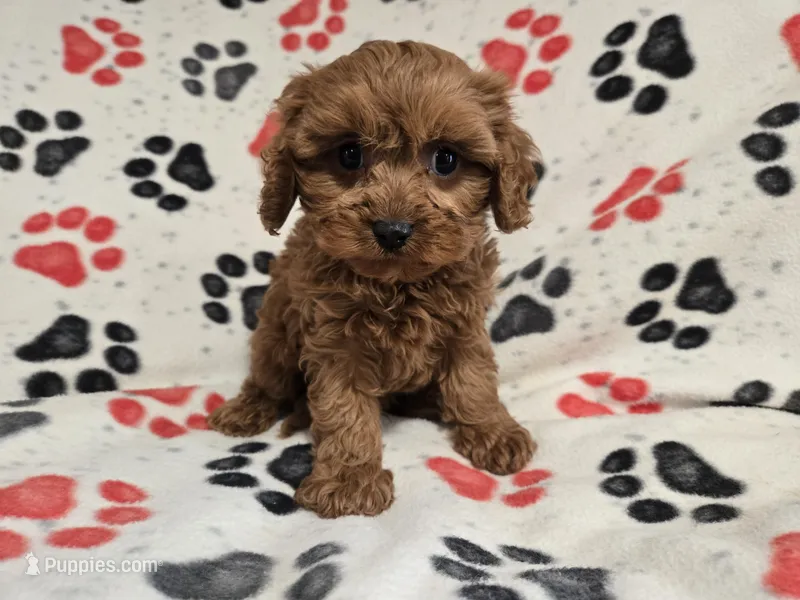 Cavapoo – Cavalier King Charles Spaniel, Poodle - Miniature  puppy for sale in Buffalo, NY