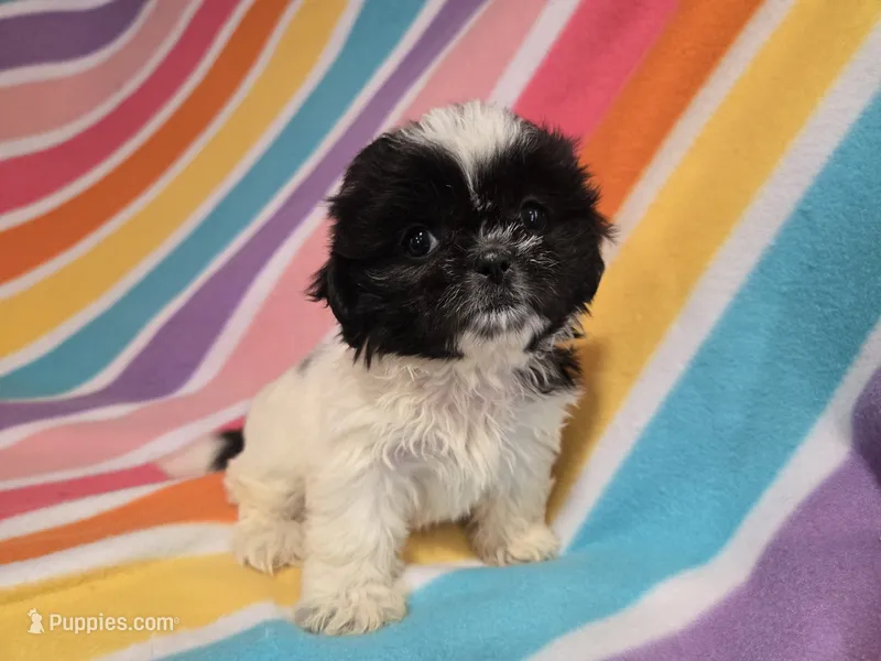 Shihtzu – Shih Tzu puppy for sale in Buffalo, NY