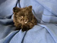 Pomeranian , a male Pomeranian for sale in Buffalo, NY – 4 of 4