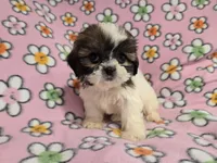 Shihtzu, a female Shih Tzu for sale in Buffalo, NY – 4 of 4