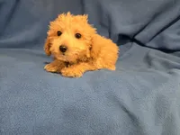 Bichon /Poodle, a male Bichon Frise and Poodle - Miniature  for sale in Buffalo, NY – 2 of 4