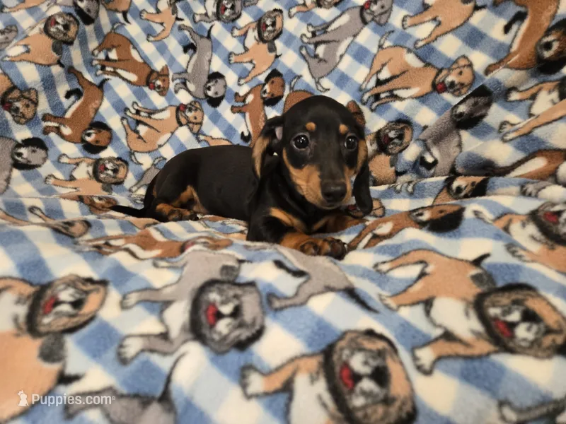 Mini Dachshund – Miniature Dachshund puppy for sale in Buffalo, NY