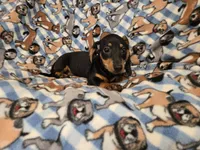 Mini Dachshund, a male Miniature Dachshund for sale in Buffalo, NY – 1 of 4