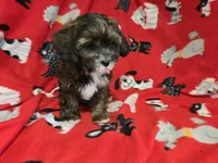 Shihpoo, a male Shihpoo for sale in Buffalo, NY – 4 of 5