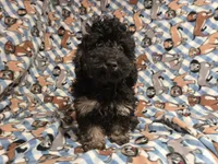 Cockapoo, a male Cockapoo for sale in Buffalo, NY – 3 of 4