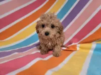 Poodle /Bichon, a female Bichon Frise and Poodle - Miniature  for sale in Buffalo, NY – 3 of 4