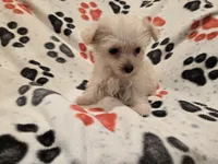Yorkiepoo /Maltese, a male Yorkipoo and Maltese for sale in Buffalo, NY – 2 of 4