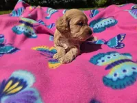 Cockapoo, a female Cockapoo for sale in Buffalo, NY – 4 of 5