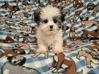 Maltese / shihtzu, a male Maltese and Shih Tzu for sale in Buffalo, NY – 3 of 4