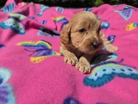 Cockapoo, a female Cockapoo for sale in Buffalo, NY – 5 of 5