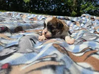 Bichon /Shih tzu , a male Bichon Frise and Shih Tzu for sale in Buffalo, NY – 4 of 5