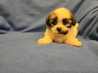 Maltese / Terrier, a male Maltese for sale in Buffalo, NY – 3 of 4