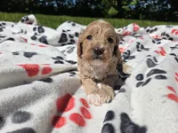 Cockapoo, a male Cockapoo for sale in Buffalo, NY – 1 of 4