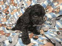 Cockapoo, a male Cockapoo for sale in Buffalo, NY – 3 of 4