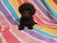 Shihpoo , a female Shihpoo for sale in Buffalo, NY – 2 of 4