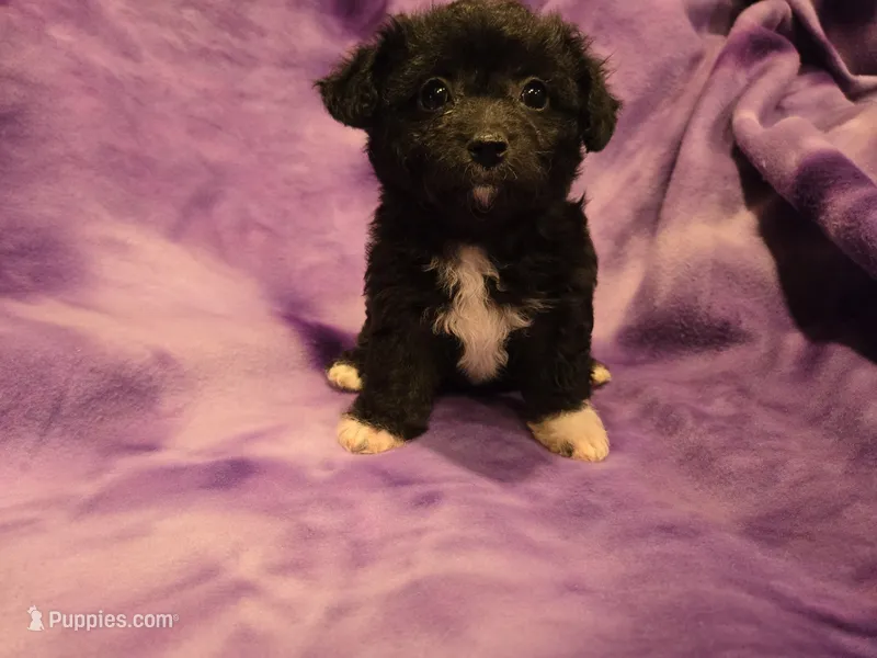 Chihuahua /Maltese – Chihuahua, Maltese puppy for sale in Buffalo, NY
