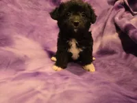 Chihuahua /Maltese, a female Chihuahua and Maltese for sale in Buffalo, NY – 1 of 4
