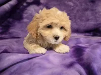 Shihpoo, a female Shihpoo for sale in Buffalo, NY – 4 of 6
