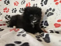 Pomeranian , a male Pomeranian for sale in Buffalo, NY – Photo 3 of 5