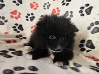 Pomeranian , a male Pomeranian for sale in Buffalo, NY – Photo 4 of 5