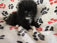 Pomeranian , a male Pomeranian for sale in Buffalo, NY – Photo 5 of 5