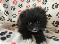 Pomeranian , a male Pomeranian for sale in Buffalo, NY – Photo 2 of 5