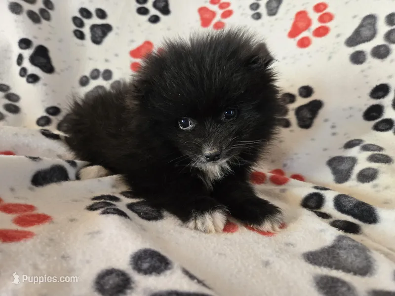Pomeranian  – Pomeranian puppy for sale in Buffalo, NY