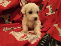 Bichon /Maltese , a male Bichon Frise and Maltese for sale in Buffalo, NY – 2 of 4