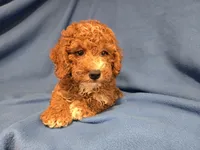 Cockapoo, a male Cockapoo for sale in Buffalo, NY – 4 of 4