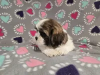 Shihtzu /Maltese mix , a female Maltese and Shih Tzu for sale in Buffalo, NY – 3 of 5
