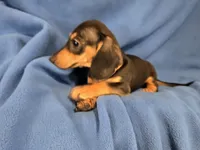 Mini Dachshund, a male Miniature Dachshund for sale in Buffalo, NY – 2 of 4