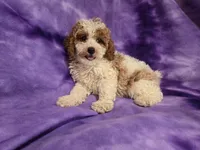 Cockapoo, a female Cockapoo for sale in Buffalo, NY – 5 of 5