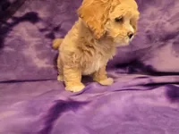 Shihpoo, a female Shihpoo for sale in Buffalo, NY – 2 of 6