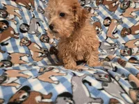 Yorkie poo, a male Yorkipoo for sale in Buffalo, NY – 2 of 5