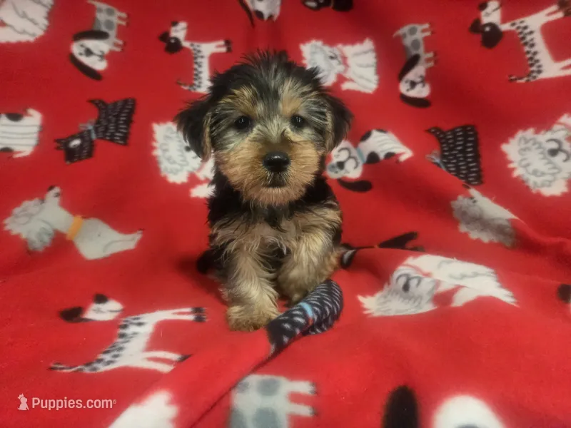 Yorkie Terrier – Yorkshire Terrier puppy for sale in Buffalo, NY