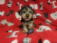 Yorkie Terrier, a male Yorkshire Terrier for sale in Buffalo, NY – 1 of 4