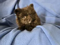Pomeranian , a male Pomeranian for sale in Buffalo, NY – 2 of 4