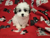 Maltese / shihtzu, a male Maltese and Shih Tzu for sale in Buffalo, NY – 4 of 5