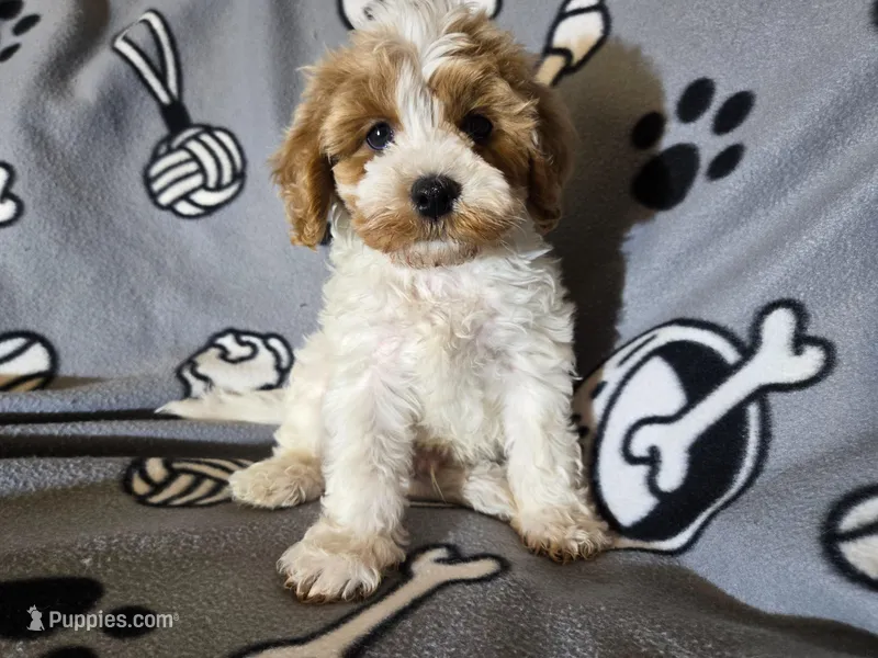 Cavapoo – Cavapoo puppy for sale in Buffalo, NY